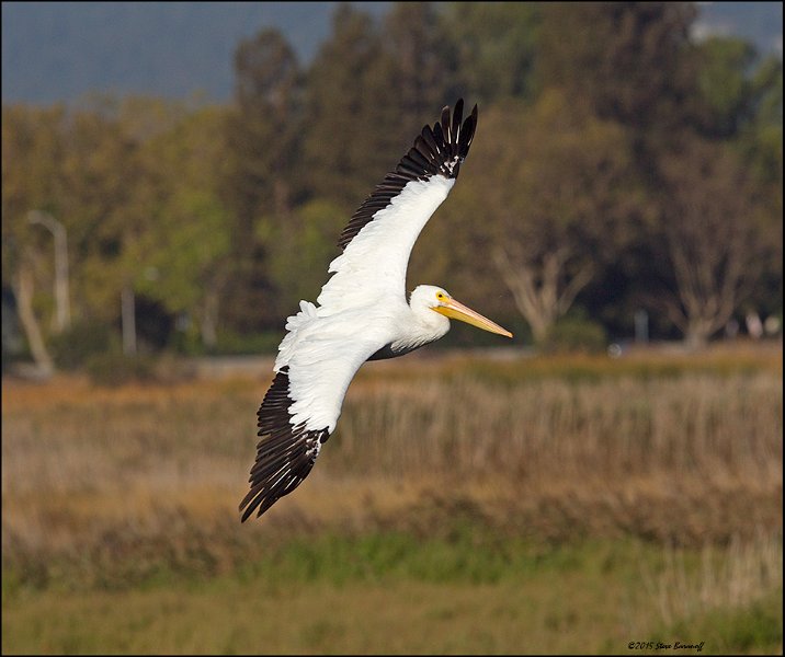 _5SB5185 american white pelican.jpg